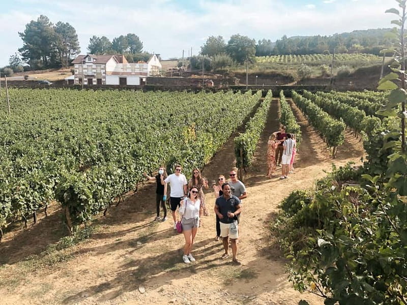 Douro Valley: Tour with Wine Tastings, Lunch, and Boat Ride - Key points to know before booking