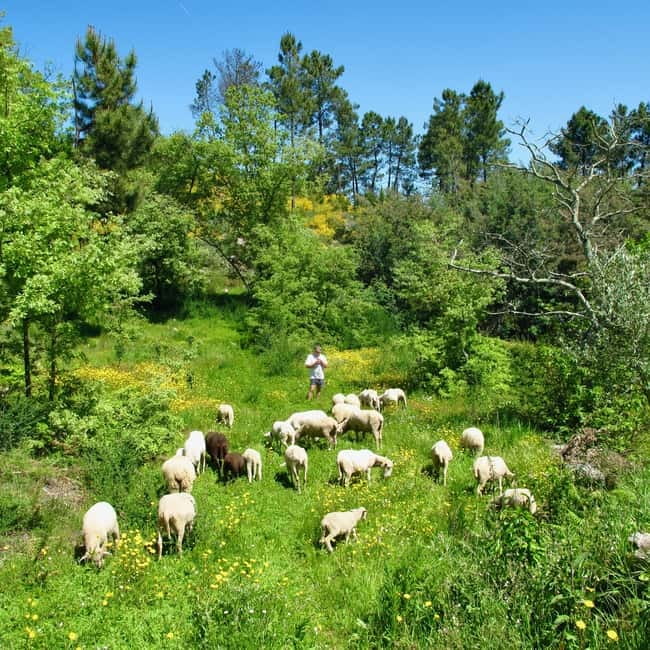 Douro Valley: Traditional Cooking Class, Farm Tour and Lunch - Key points to know before booking