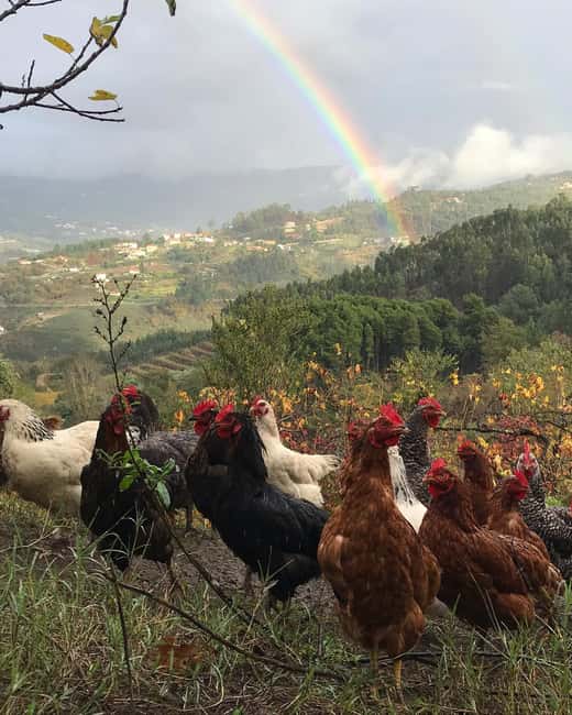 Douro Valley: Traditional Cooking Class, Farm Tour and Lunch - Is the $175 price worth it?