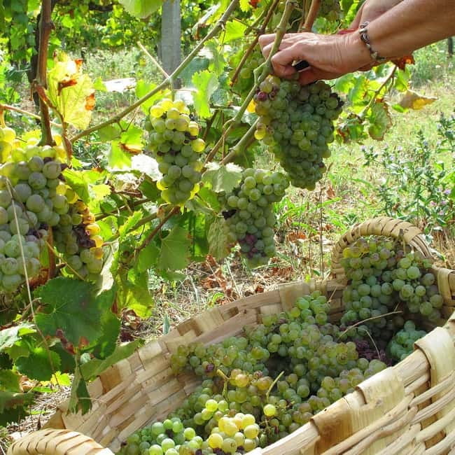 Douro Valley: Traditional Cooking Class, Farm Tour and Lunch - Cooking a rustic three-course Portuguese lunch