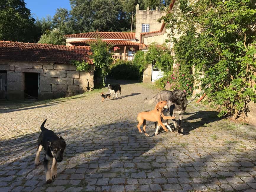 Douro Valley: Traditional Cooking Class, Farm Tour and Lunch - How the experience works for families