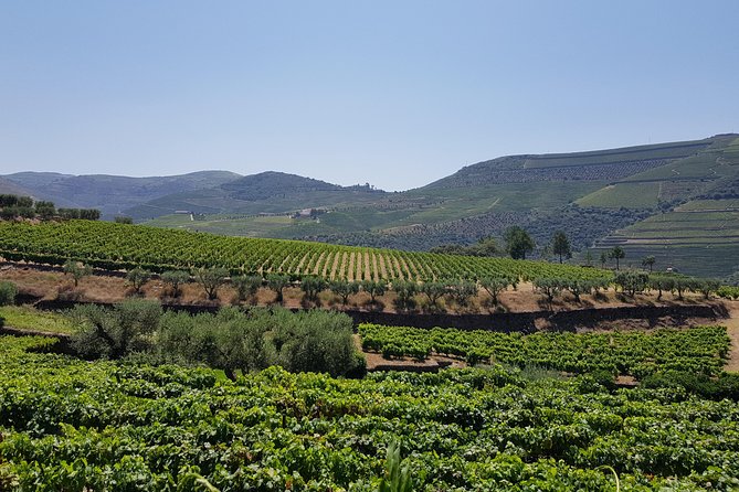 Douro Valley Wine Tour: 3 Vineyard Visits, Wine Tastings, Lunch - Wine tastings: enough for a sampler, not a drinking marathon