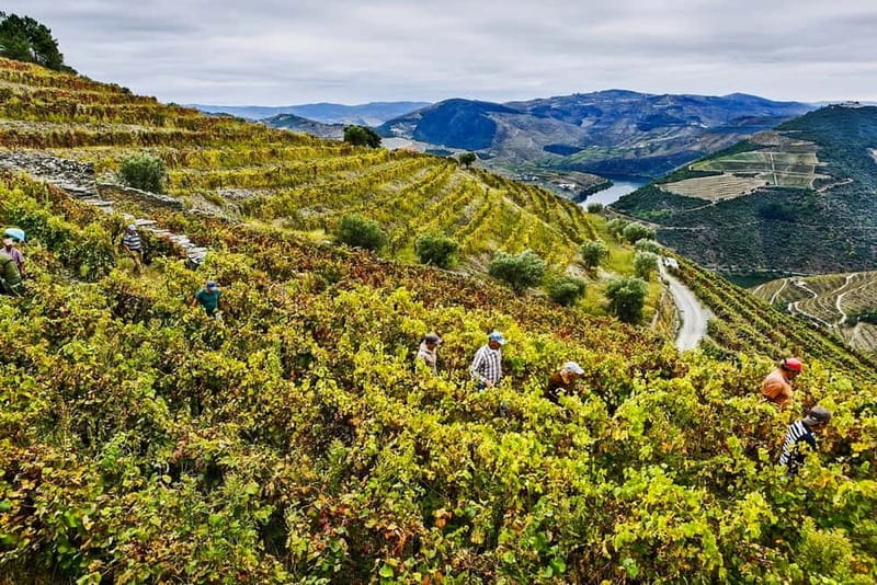 Douro Valley with Two Winery, Boat Trip and Lunch From Porto - Does $167 offer good value?