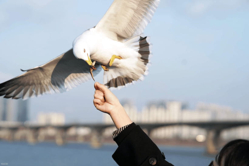 Eland Han River Cruise & Ashley Marine Buffet - Key points at a glance