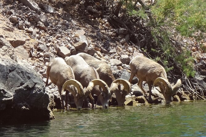 Emerald Cave & Black Canyon Kayak Tour with Vegas Pickup - Swimming, snacks, and time on the beach