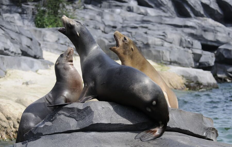Emmen: Wildlands Adventure Zoo and Rimbula River Boat Ride - Animazia gives children a real change of pace