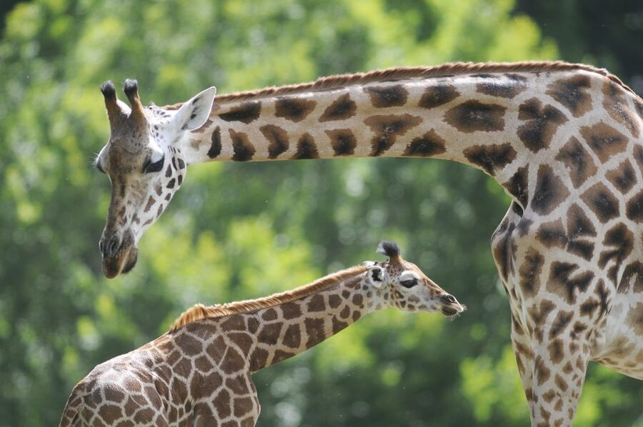 Emmen: Wildlands Adventure Zoo and Rimbula River Boat Ride - Serenga brings the savanna within reach
