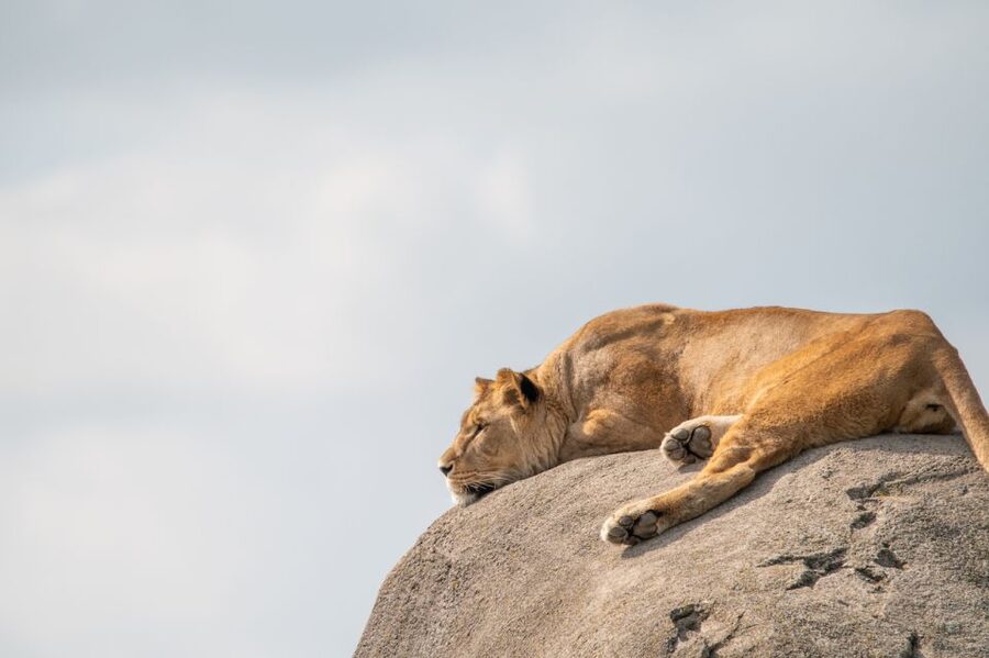 Emmen: Wildlands Adventure Zoo and Rimbula River Boat Ride - Nortica cools the day with polar wildlife