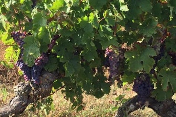 English Speaking Loire Winery Tours originating from Chinon - Why Chinon is a smart base for a Loire wine day