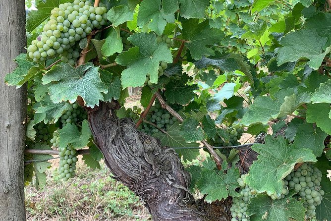 English Speaking Loire Winery Tours originating from Chinon - Meeting Keith and Linda
