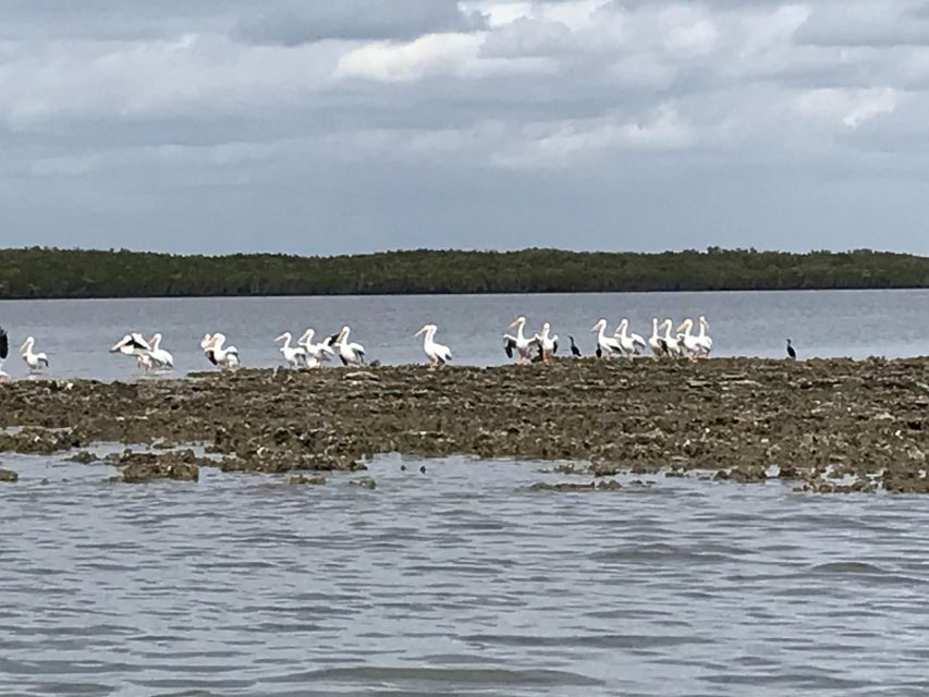 Fast and More 60 minute Airboat Tour on the Homosassa River - The route is shallow, but not always open marsh