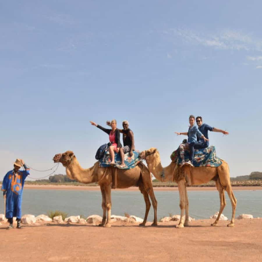 From Agadir: Souss River Camel Ride - Through eucalyptus trees and beside the river