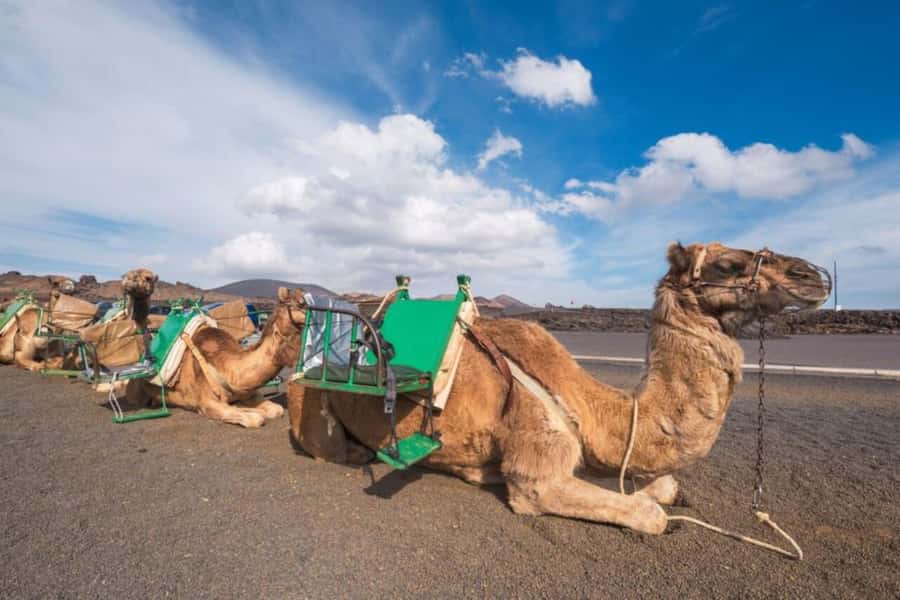 From Agadir: Souss River Camel Ride - Sunset light and the distant Royal Palace