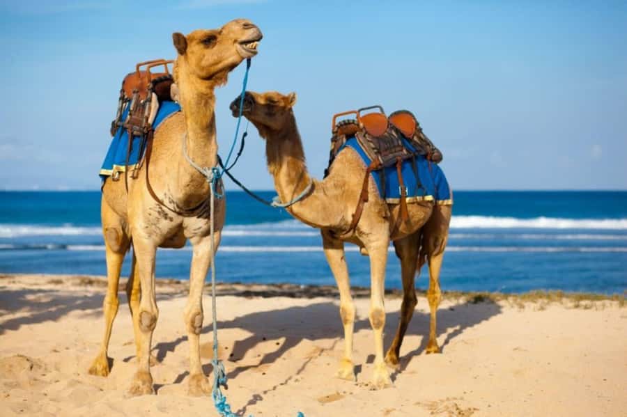 From Agadir: Souss River Camel Ride - The guide’s role can shape the outing