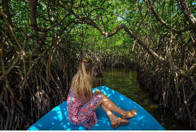 From Bentota: Exclusive Madu River Safari & Turtle Hatchery - Cinnamon Island and the work behind a familiar spice