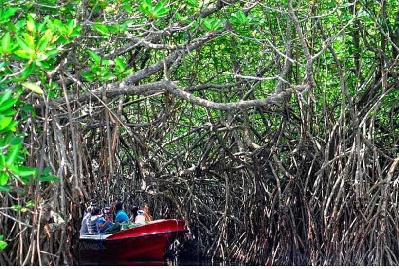 From Bentota: Exclusive Madu River Safari & Turtle Hatchery - Temple Island and the limits of the guiding