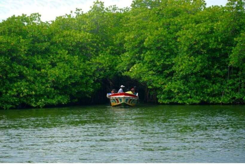 From Bentota: Exclusive Madu River Safari & Turtle Hatchery - Practical advice for a smoother outing