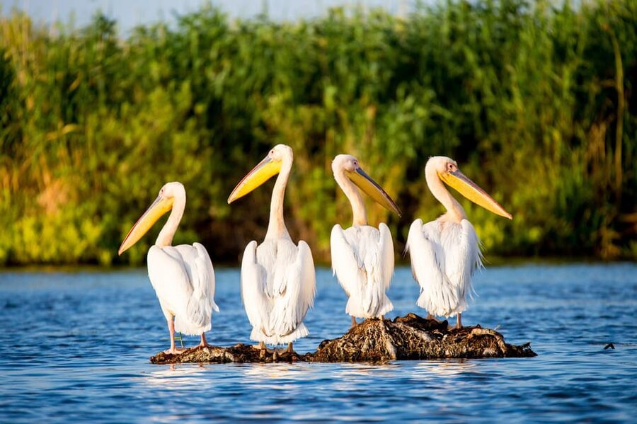 From Bucharest: Day Trip to Danube Delta - Arriving in the Danube Delta