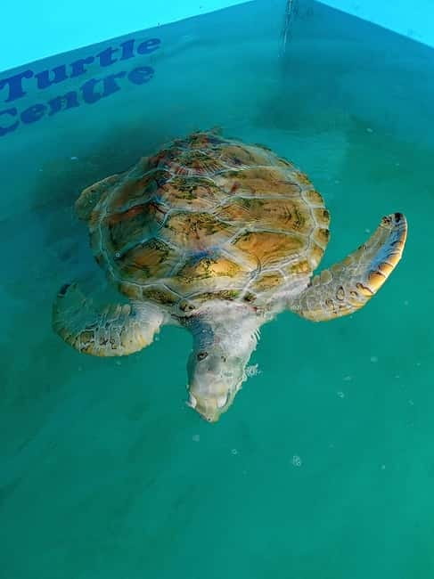 From Colombo/Negombo: Galle, Madu River, and Turtle Hatchery - A southern-coast sampler in one very full day