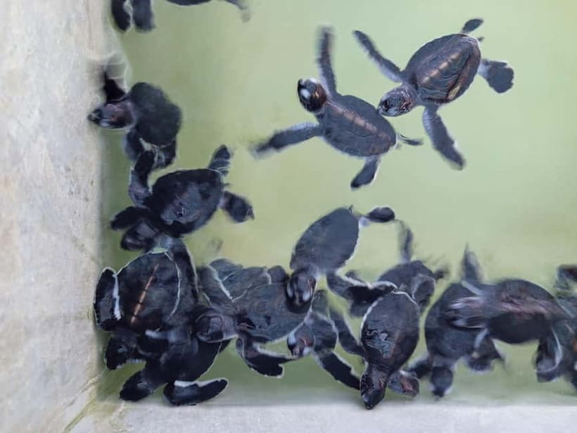 From Colombo/Negombo: Galle, Madu River, and Turtle Hatchery - Kosgoda Turtle Hatchery and the work behind conservation