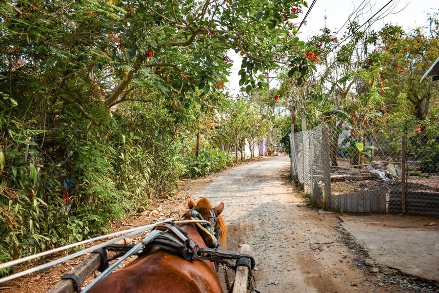 From Ho Chi Minh: Mekong Delta Private Day Tour - Vinh Trang Pagoda in My Tho
