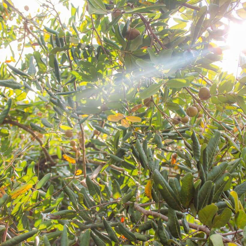 From Ho Chi Minh: Mekong Delta Small Group Day Trip - How the schedule feels in real life
