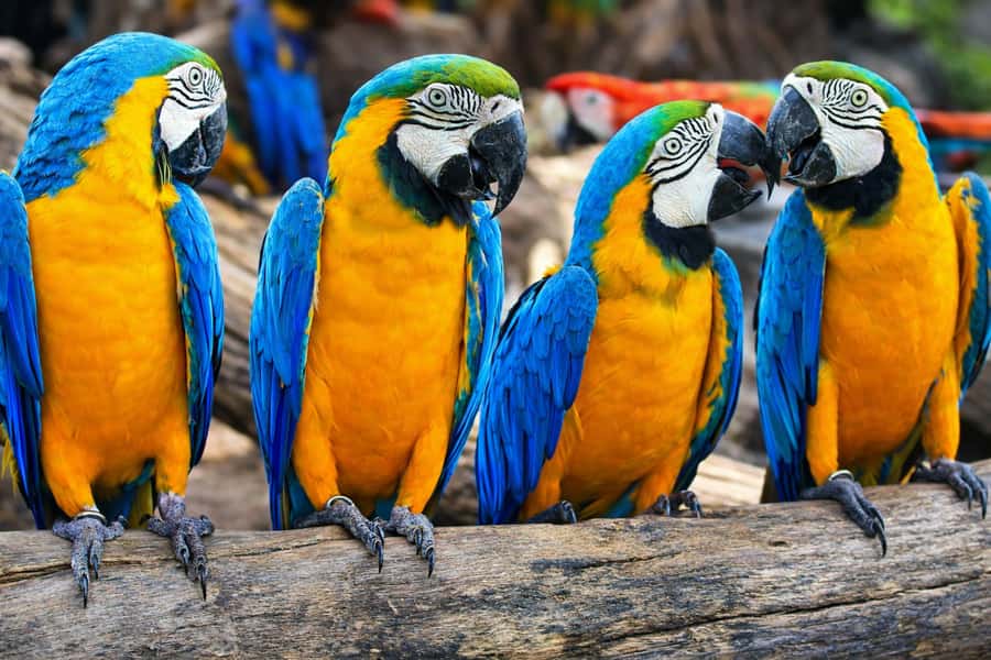 From Iquitos: 3-Day Amazon Jungle Adventure Trip - Leaving Iquitos by boat at 10 AM