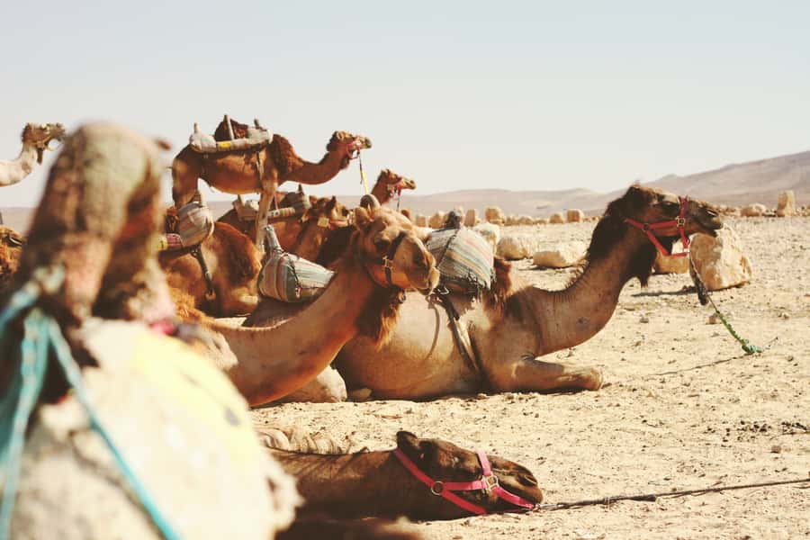 From Jerusalem: Jericho and Jordan River Half-Day Trip - Why Jericho makes a strong half-day trip