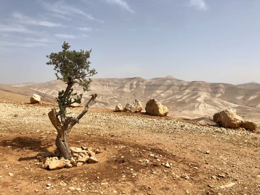 From Jerusalem: Jericho and Jordan River Half-Day Trip - Jericho, the world’s oldest city claim, and the ancient tell