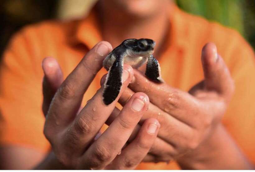 From Kalutara: Exclusive Madu River Safari & Turtle Hatchery - Madu Ganga is a quiet wetland outing