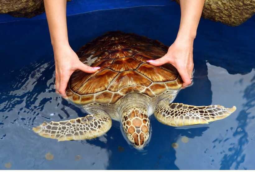 From Kalutara: Exclusive Madu River Safari & Turtle Hatchery - Temple Island offers a different pause