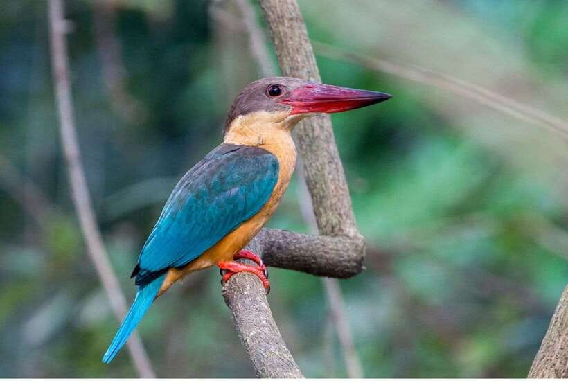 From Kalutara: Exclusive Madu River Safari & Turtle Hatchery - Is $80 per person good value?