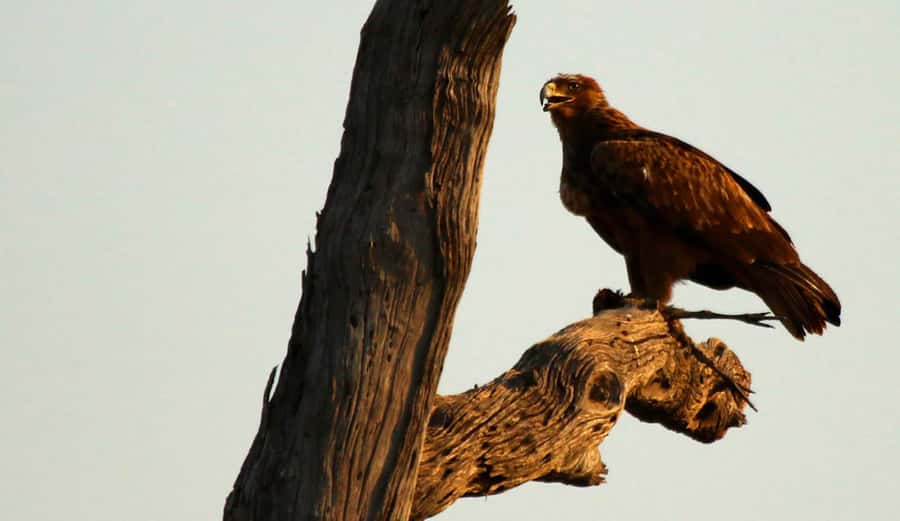 From Kasane: Chobe River Sunset Cruise - Should you book the sunset cruise?