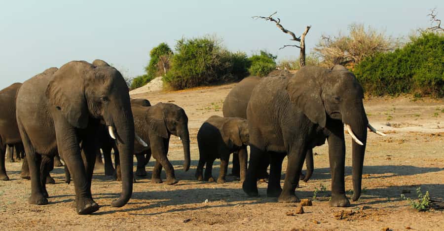From Kasane: Chobe River Sunset Cruise - Why sunset is the right time on the Chobe River