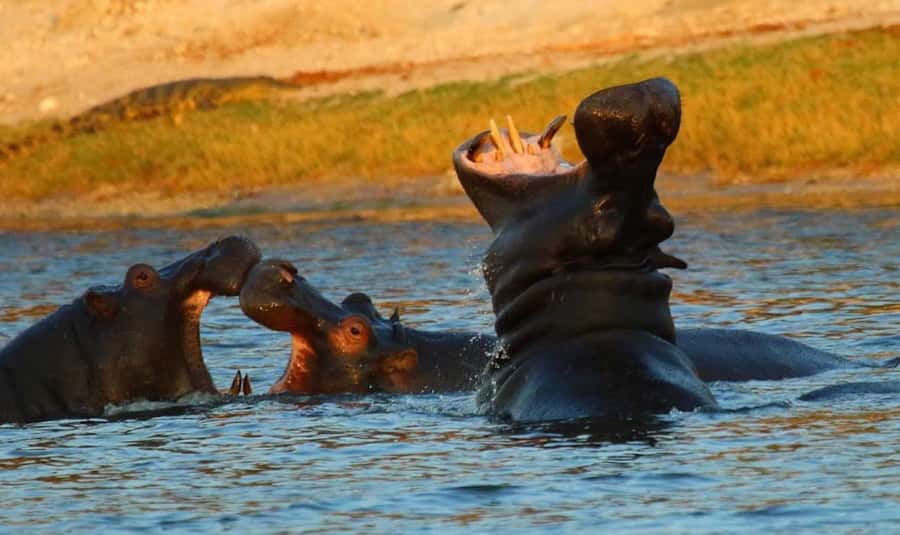 From Kasane: Chobe River Sunset Cruise - Three hours on the water