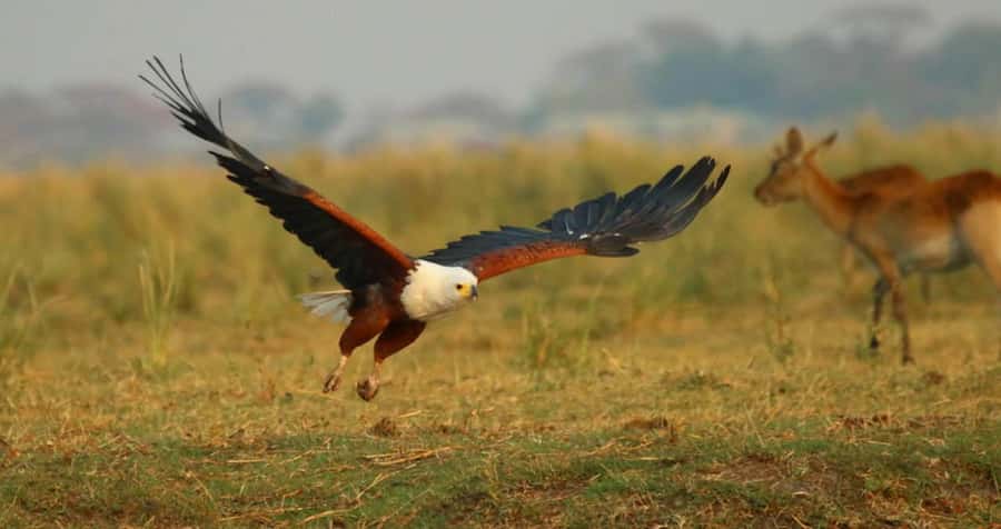 From Kasane: Chobe River Sunset Cruise - The sunset hour and the changing light