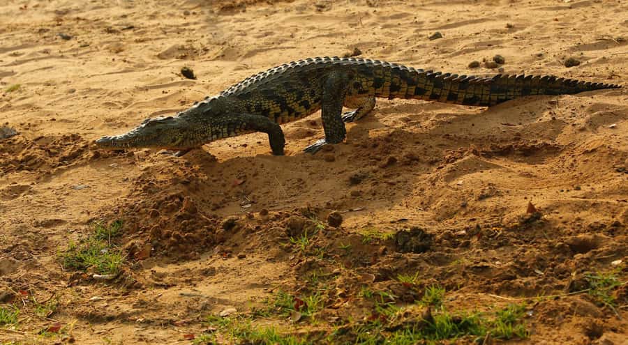 From Kasane: Chobe River Sunset Cruise - Wildlife value compared with a land safari