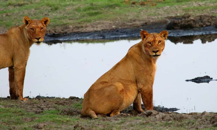 From Kasane: Chobe River Sunset Cruise - Boat comfort, weather, and organization