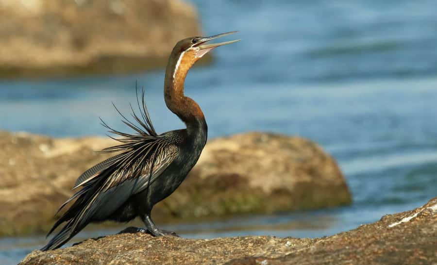 From Kasane: Chobe River Sunset Cruise - Is $54 a fair price?