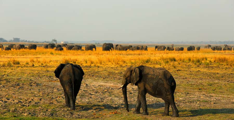 From Kasane: Chobe River Sunset Cruise - Who should book this Chobe cruise?