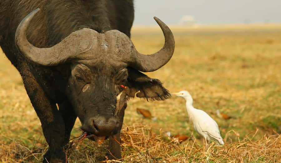 From Kasane: Chobe River Sunset Cruise - From central Kasane to the Chobe River Jetty