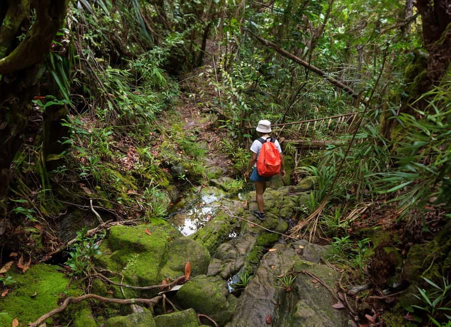 From Khao Lak: Khao Sok Jungle Hike & River Tour - Key points to know before booking
