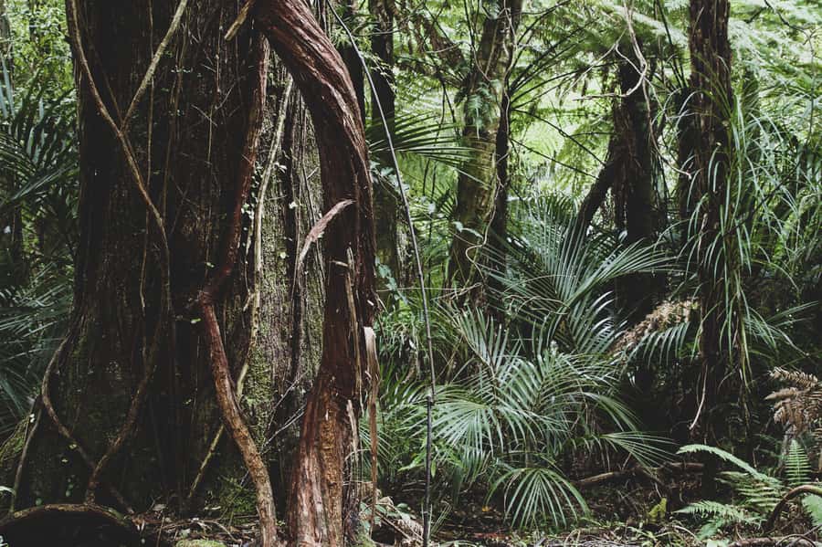 From Khao Lak: Khao Sok Jungle Hike & River Tour - Drifting down the Sok River