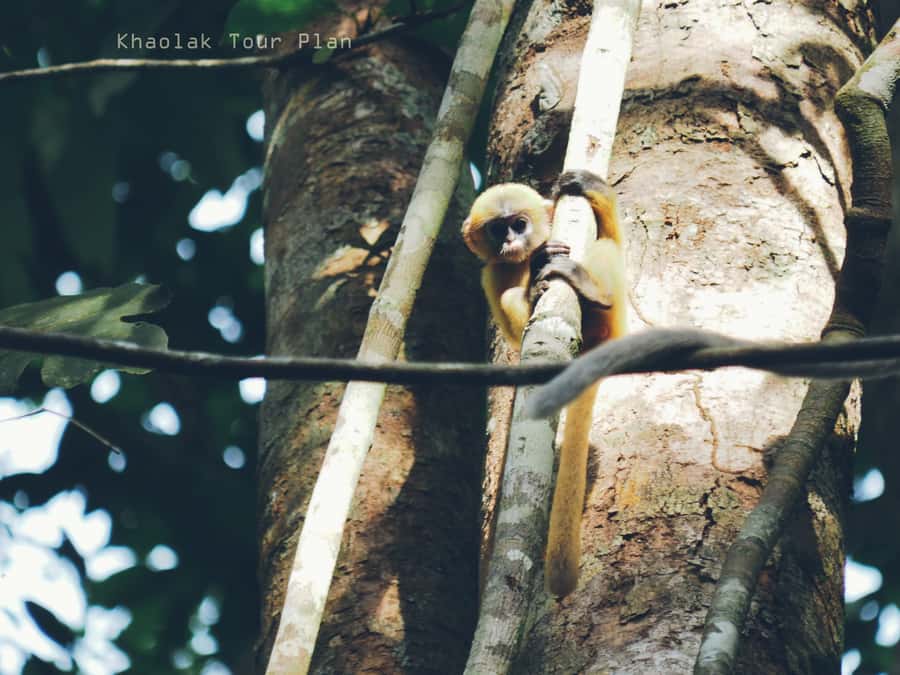 From Khao Lak: Khao Sok Jungle Hike & River Tour - Who will enjoy this tour most