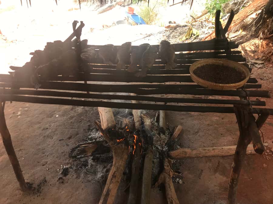 From Manaus: Negro River Half-Day Trip - Should you book the Negro River half-day trip?