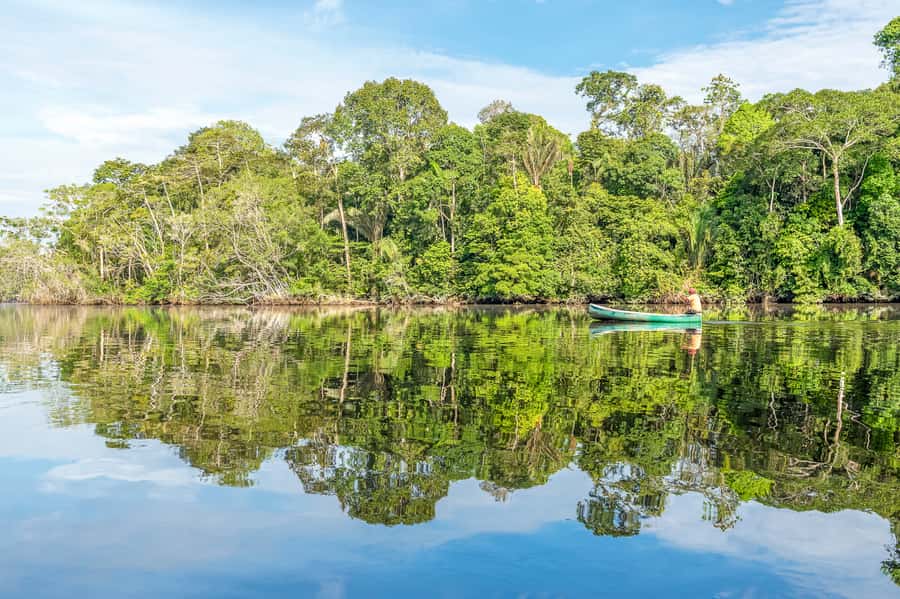 From Manaus: One-Day Amazon Jungle Experience - Swimming with pink river dolphins