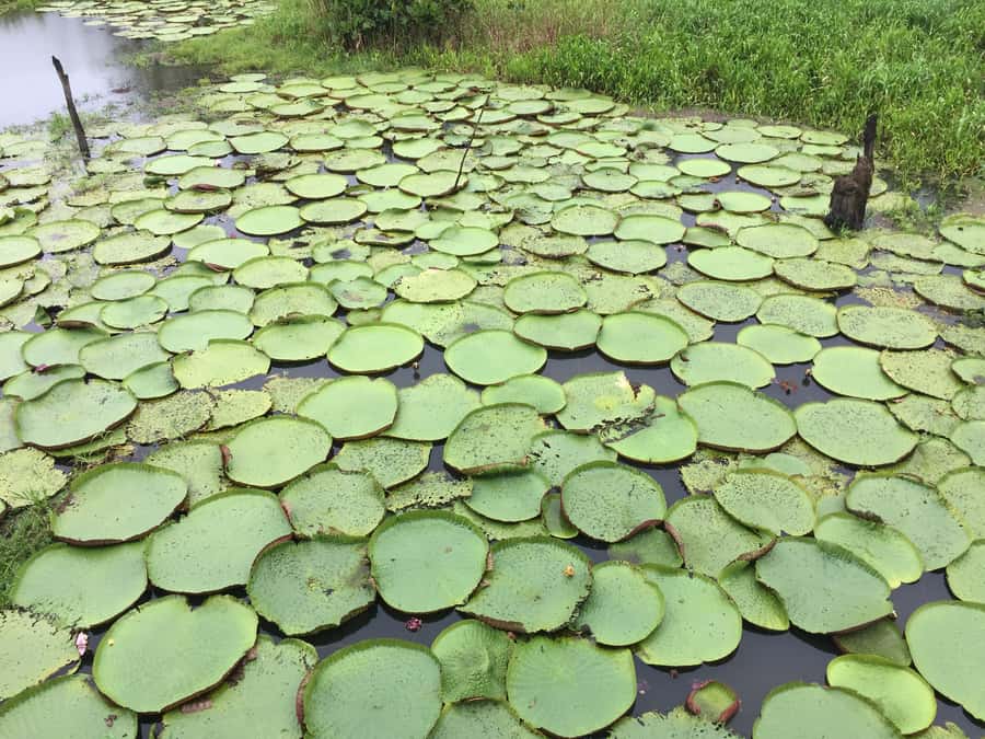 From Manuas: Full-Day River Tour - Floating village and giant pirarucu