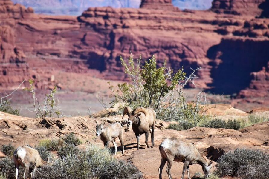 From Moab: Canyonlands 4x4 Drive and Colorado River Rafting - Timing, equipment, and booking details