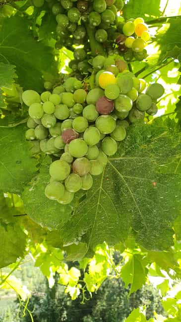 From Porto Day Douro Valley Wine Tour 2 Wine Tasting & Lunch - Who should book this Douro excursion