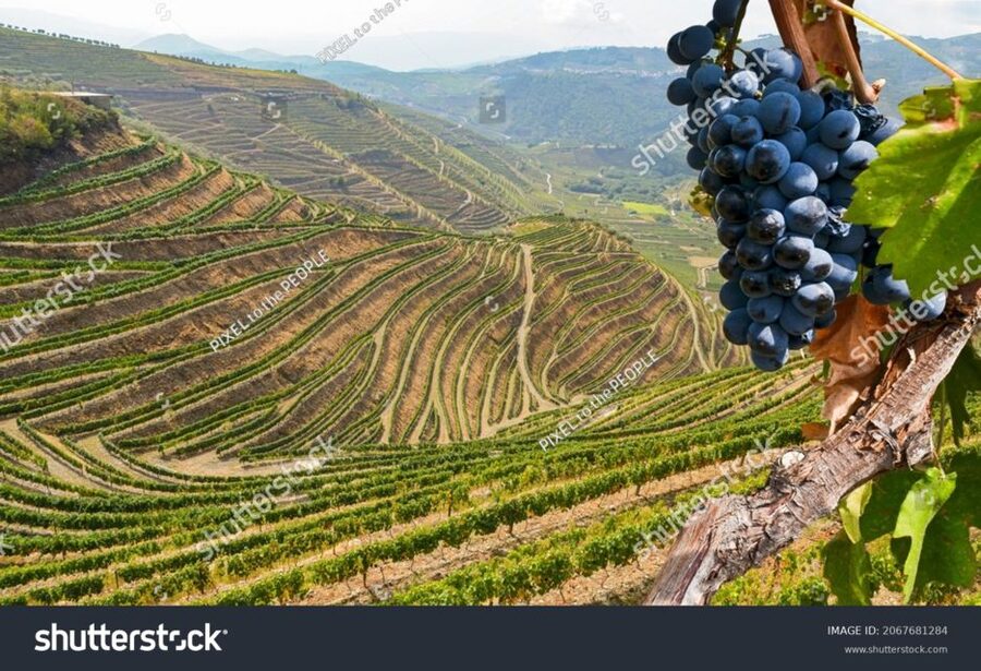 From Porto: Full-Day Douro Historical Tour - Who will get the most from this tour